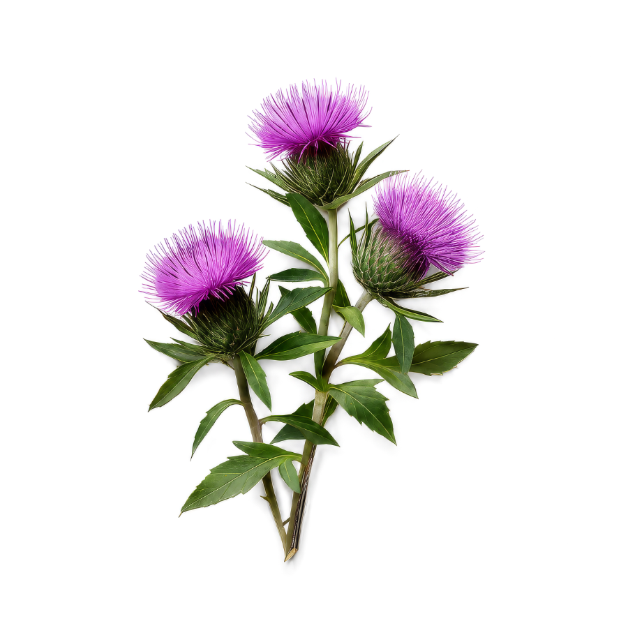 Atractylodes