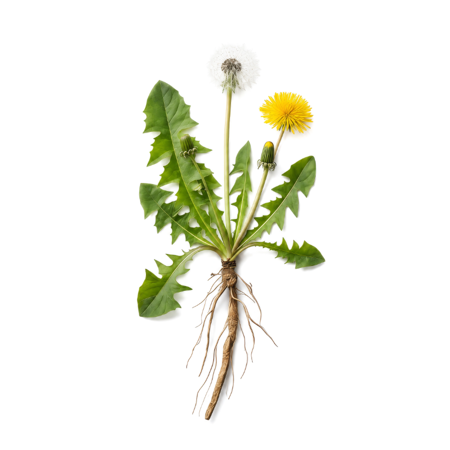 Dandelion Root