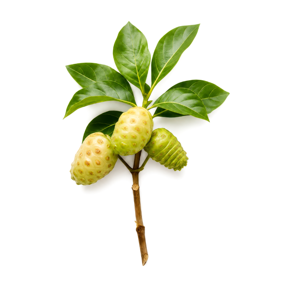 Noni Fruit