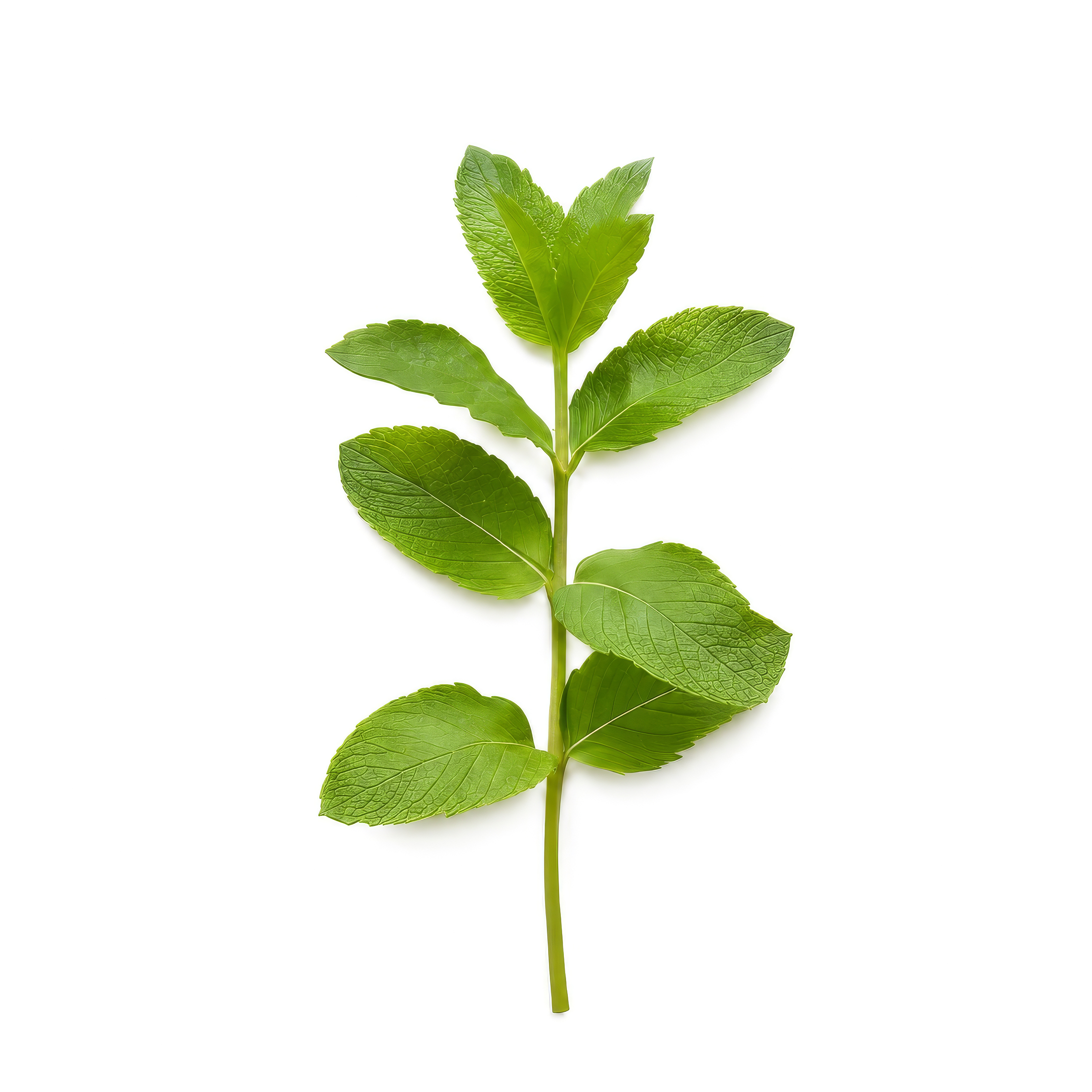 Peppermint Leaf