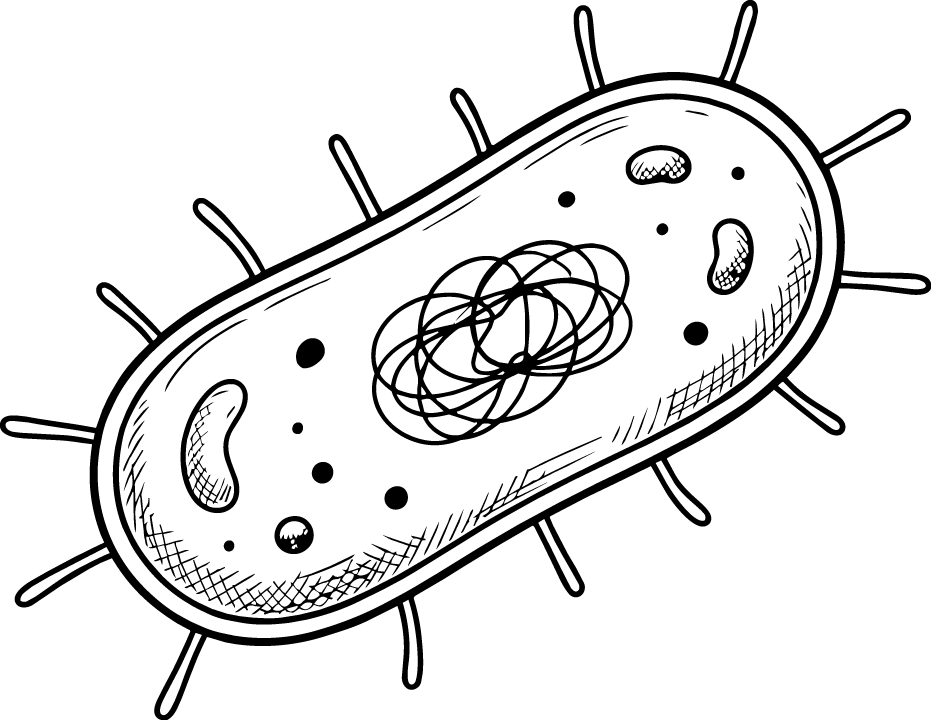 Gut microbe illustration