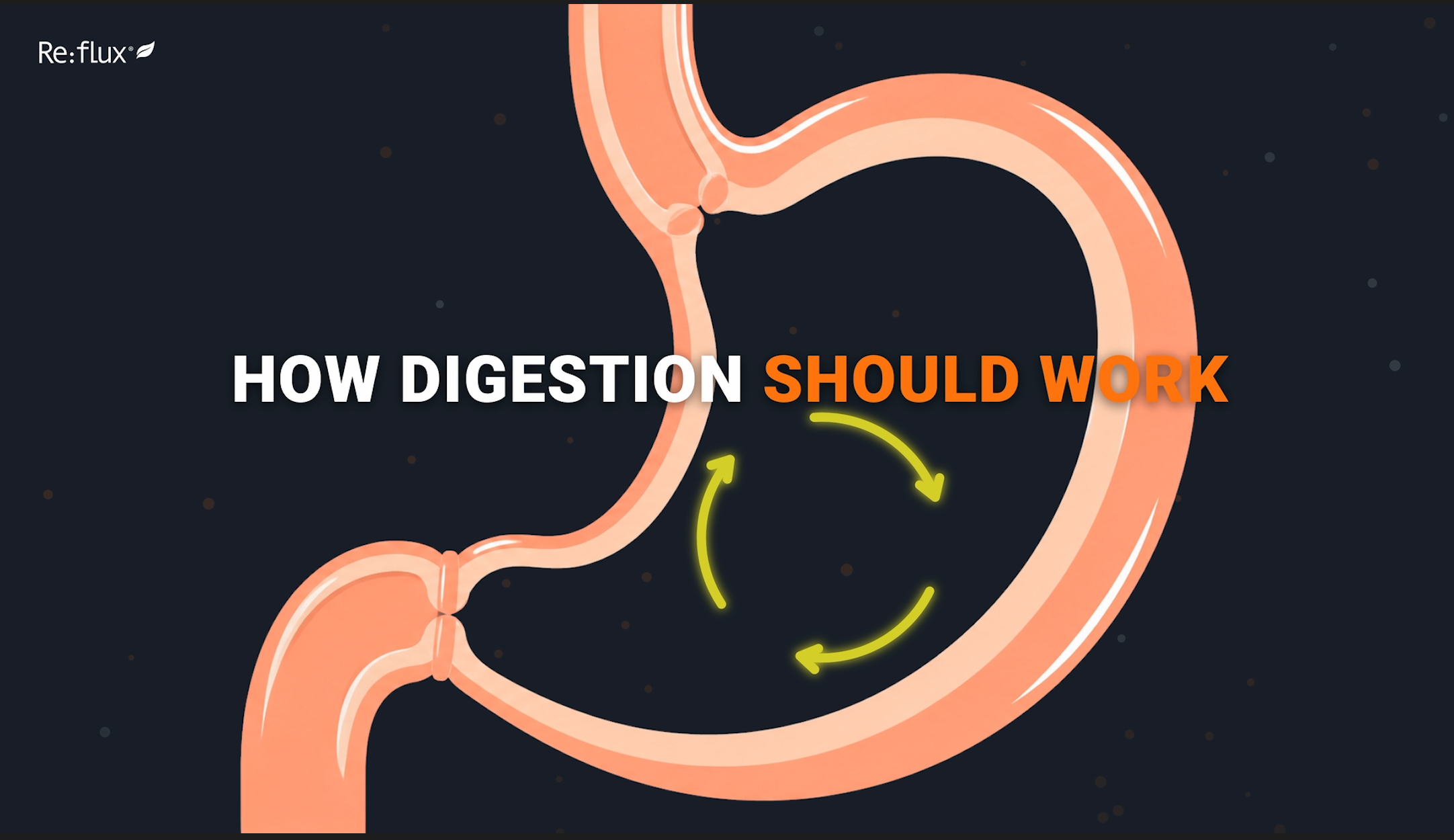 How digestion should work